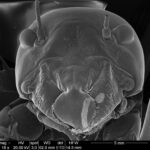 Gray Scale Electron Microscope Image of Bug