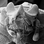 Gray Scale Electron Microscope Image of Bug